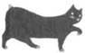 Cat Breaking Free pic_6.jpg