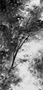 Song of Susannah image32.jpg