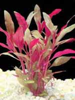 Аквариумные растения plant_01_02_1.jpg