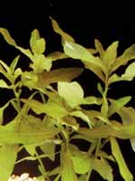 Аквариумные растения plant_04_05_1.jpg