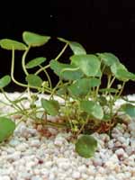Аквариумные растения plant_04_06_1.jpg
