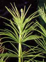 Аквариумные растения plant_04_07_1.jpg