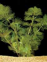 Аквариумные растения plant_10_01_1.jpg