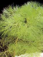 Аквариумные растения plant_10_28_1.jpg