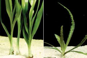Аквариумные растения plant_10_05_1.jpg