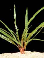 Аквариумные растения plant_10_07_1.jpg