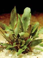 Аквариумные растения plant_10_08_1.jpg