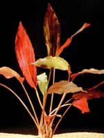 Аквариумные растения plant_10_09_1.jpg
