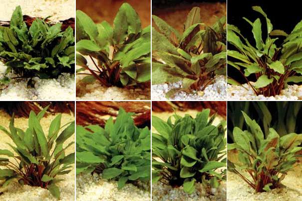 Аквариумные растения plant_10_11_1.jpg