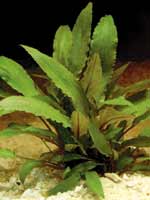 Аквариумные растения plant_10_14_1.jpg