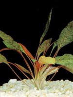 Аквариумные растения plant_10_23_1.jpg