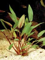 Аквариумные растения plant_10_26_1.jpg