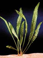 Аквариумные растения plant_10_06_1.jpg