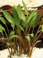 Аквариумные растения plant_10_10_1.jpg