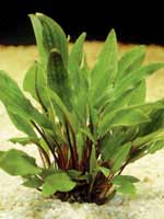 Аквариумные растения plant_10_12_1.jpg