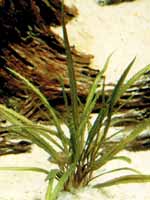 Аквариумные растения plant_10_13_1.jpg