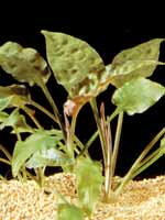 Аквариумные растения plant_10_15_1.jpg