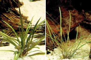 Аквариумные растения plant_10_25_1.jpg