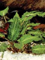 Аквариумные растения plant_10_17_1.jpg