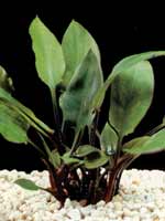 Аквариумные растения plant_10_21_1.jpg