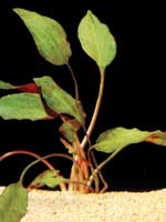 Аквариумные растения plant_10_22_1.jpg