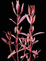 Аквариумные растения plant_01_03_1.jpg