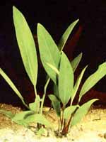 Аквариумные растения plant_01_04_1.jpg