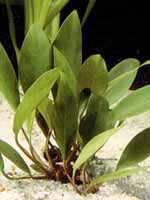 Аквариумные растения plant_01_04_2.jpg