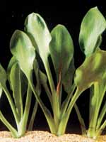 Аквариумные растения plant_10_24_1.jpg