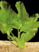 Аквариумные растения plant_10_30_1.jpg