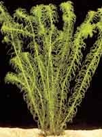 Аквариумные растения plant_11_01_1.jpg
