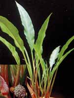 Аквариумные растения plant_11_03_1.jpg
