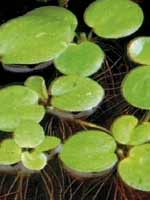 Аквариумные растения plant_11_04_1.jpg
