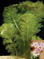 Аквариумные растения plant_11_05_1.jpg