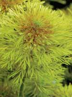 Аквариумные растения plant_11_06_1.jpg