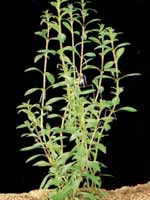 Аквариумные растения plant_11_07_1.jpg