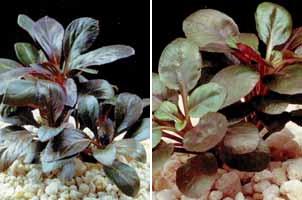Аквариумные растения plant_11_10_1.jpg