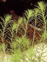 Аквариумные растения plant_12_01_1.jpg
