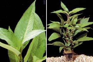 Аквариумные растения plant_13_02_1.jpg