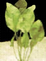 Аквариумные растения plant_14_01_1.jpg