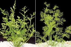 Аквариумные растения plant_15_01_1.jpg