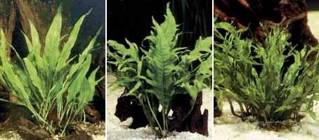 Аквариумные растения plant_15_02_1.jpg