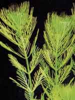 Аквариумные растения plant_15_07_1.jpg