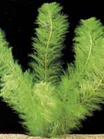 Аквариумные растения plant_15_09_1.jpg