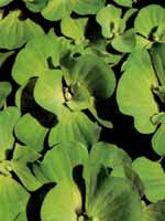 Аквариумные растения plant_15_05_1.jpg