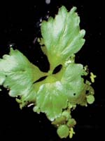Аквариумные растения plant_15_12_1.jpg