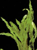 Аквариумные растения plant_16_01_1.jpg