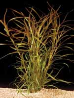 Аквариумные растения plant_16_10_1.jpg