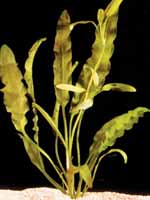 Аквариумные растения plant_01_06_1.jpg