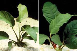 Аквариумные растения plant_01_15_4.jpg